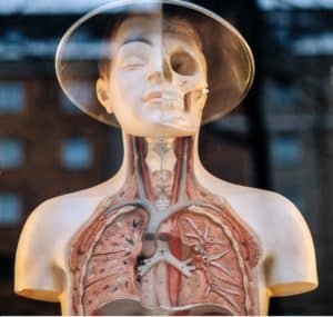 The Ultimate Dental Investment….. Your Body